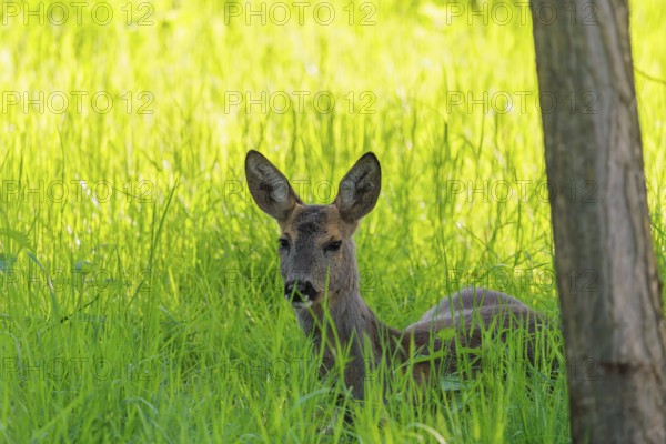 An adult female roe deer (Capreolus capreolus) resting in a meadow covered with tall grass at sunrise. Bavaria, Germany