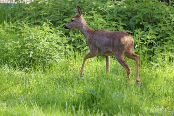 An adult female roe deer (Capreolus capreolus) walks across a green meadow overgrown with tall grass at sunrise. Bavaria, Germany