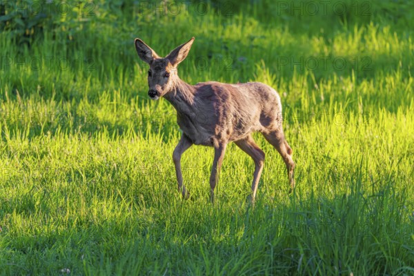 An adult female roe deer (Capreolus capreolus) walks across a green meadow overgrown with tall grass at sunrise. Bavaria, Germany
