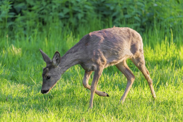An adult female roe deer (Capreolus capreolus) grazing in a green meadow overgrown with tall grass at sunrise. Bavaria, Germany