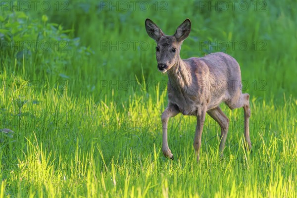 An adult female roe deer (Capreolus capreolus) walks across a green meadow overgrown with tall grass at sunrise. Bavaria, Germany