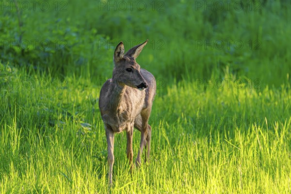 An adult female roe deer (Capreolus capreolus) walks across a green meadow overgrown with tall grass at sunrise. Bavaria, Germany