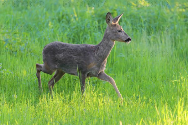 An adult female roe deer (Capreolus capreolus) walks across a green meadow overgrown with tall grass at sunrise. Bavaria, Germany