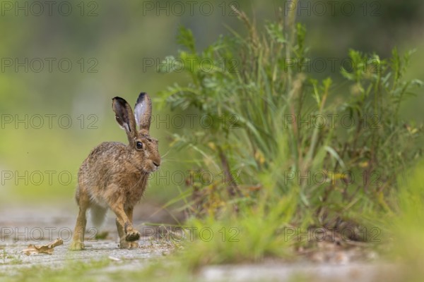 European hare (Lepus europaeus) Flowering meadow as habitat, foraging on a country lane, open landscape, hare's ears, Easter hare, Saxony-Anhalt, Germany