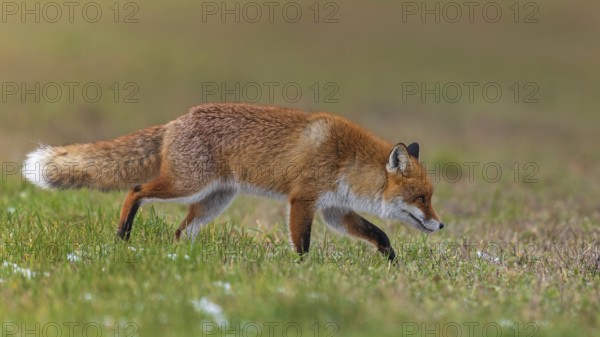 Red fox (Vulpes vulpes), hunting, winter fur, fallen game, looking for food on the road, winter landscape, frost and snow, predator, Middle Elbe Biosphere Reserve, Saxony-Anhalt, Germany