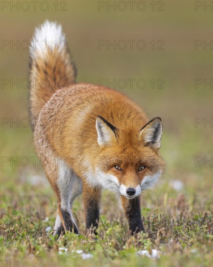 Red fox (Vulpes vulpes), hunting, winter fur, fallen game, looking for food on the road, winter landscape, frost and snow, predator, Middle Elbe Biosphere Reserve, Saxony-Anhalt, Germany