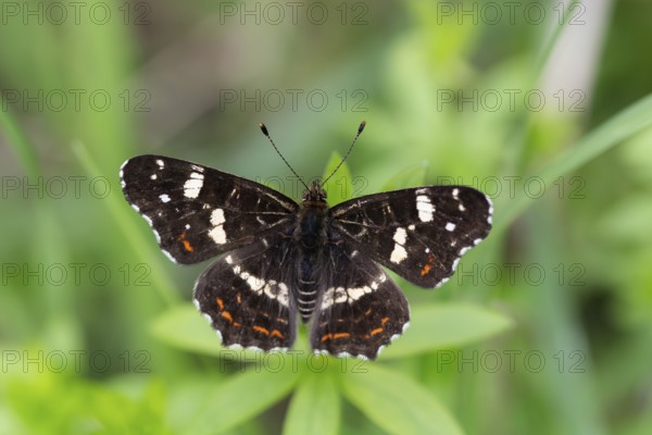 Map Butterfly (Araschnia levana), with open wings, Lower Saxony, Germany