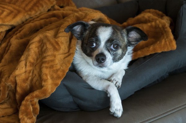 Dog (Chihuahua) looking awake from orange-brown blanket on sofa, Baden-Württemberg, Germany