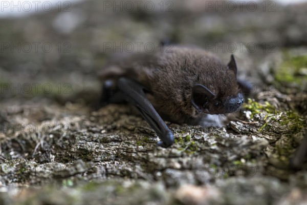 Pipistrelle bat (Pipistrellus pipistrellus), on moss-covered bark, Wuppertal, Germany