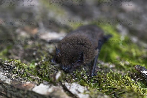 Pipistrelle bat (Pipistrellus pipistrellus), on moss-covered bark, Wuppertal, Germany