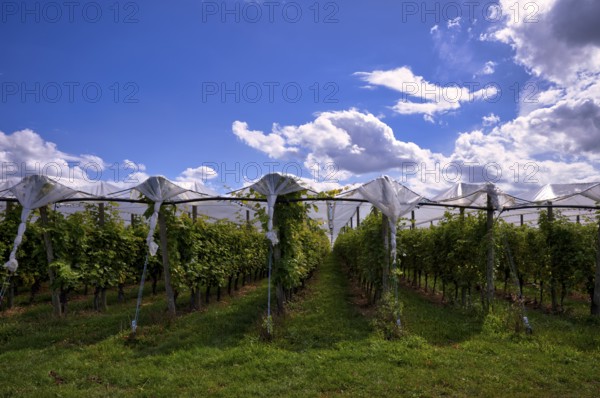 Film-protected vines, grapevines, winegrowing, clouds, Fellbach, Baden-Württemberg, Germany