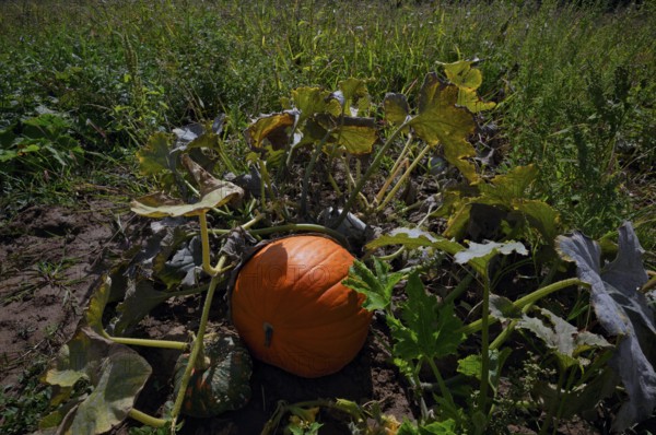 Pumpkin, orange, pumpkin plant, pumpkins, pumpkin field, carved pumpkin, Fellbach, Baden-Württemberg, Germany