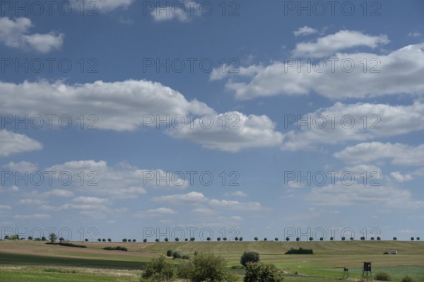 Landscape with lime tree avenue (Tilia), cloudy sky, Franconia, Bavaria, Germany