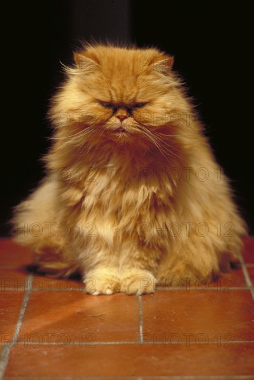 Portrait of an orange Persian cat, Tuscany, Italy