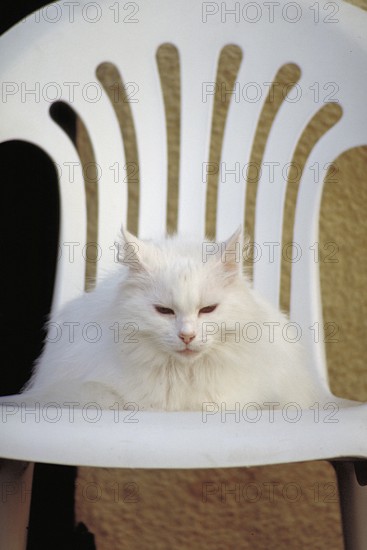 White cat on a white garden chair, Tuscany, Italy