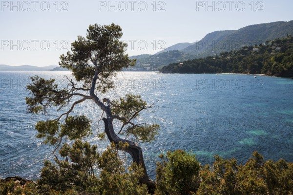 Hiking trail on the coast, Le Lavandou, Var, French Riviera, Provence-Alpes-Cote d'Azur, Cote d Azur, France