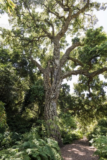 Cork oak, Domaine du Rayol, Botanical Garden, Rayol, Var, French Riviera, Provence-Alpes-Cote d'Azur, Cote d Azur, France