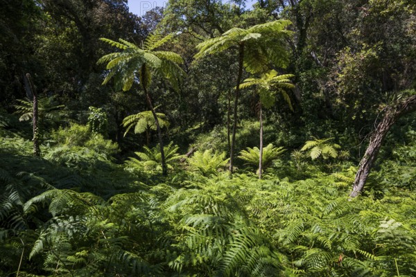 Giant fern, Domaine du Rayol, botanical garden, Rayol, Var, French Riviera, Provence-Alpes-Cote d'Azur, Cote d Azur, France