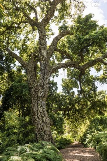 Cork oak, Domaine du Rayol, Botanical Garden, Rayol, Var, French Riviera, Provence-Alpes-Cote d'Azur, Cote d Azur, France