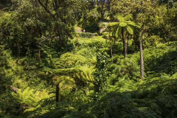 Giant fern, Domaine du Rayol, botanical garden, Rayol, Var, French Riviera, Provence-Alpes-Cote d'Azur, Cote d Azur, France