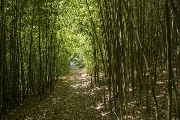 Bamboo forest, Domaine du Rayol, botanical garden, Rayol, Var, French Riviera, Provence-Alpes-Cote d'Azur, Cote d Azur, France