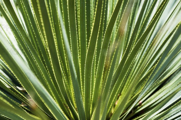 Aloe vera, Domaine du Rayol, Botanical Garden, Rayol, Var, French Riviera, Provence-Alpes-Cote d'Azur, Cote d Azur, France