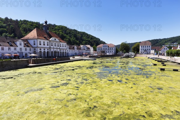 Algae, summer green algae bloom, phosphorus and nitrogen cause algae bloom in the historic harbour basin, Landgraf-Carl-Kanal, Bad Karlshafen, Hesse, Germany