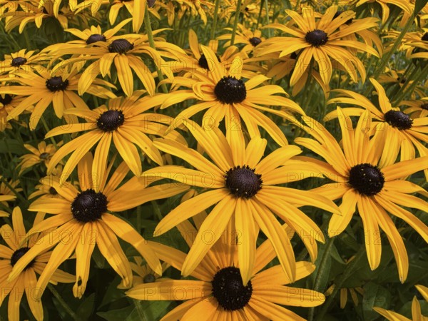Flowering Rudbeckia or Yellow coneflower (Rudbeckia fulgida) in Ystad, Skåne county, Sweden, Scandinavia