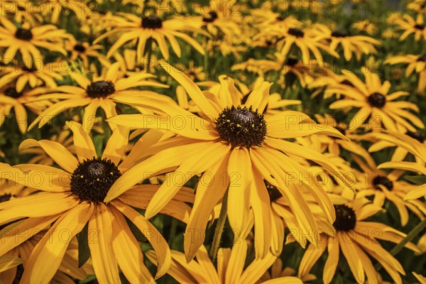Flowering Rudbeckia or Yellow coneflower (Rudbeckia fulgida) in Ystad, Skåne county, Sweden, Scandinavia