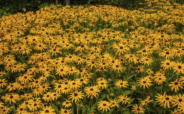 Flowering Rudbeckia or Yellow coneflower (Rudbeckia fulgida) in Ystad, Skåne county, Sweden, Scandinavia