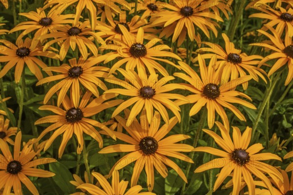 Flowering Rudbeckia or Yellow coneflower (Rudbeckia fulgida) in Ystad, Skåne county, Sweden, Scandinavia