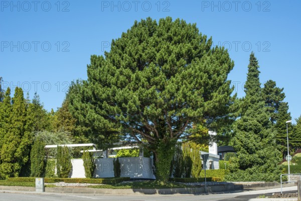 Pine trees in front of Spanish inspired house iand at blue sky n Ystad, Skåne County, Sweden, Scandinavia