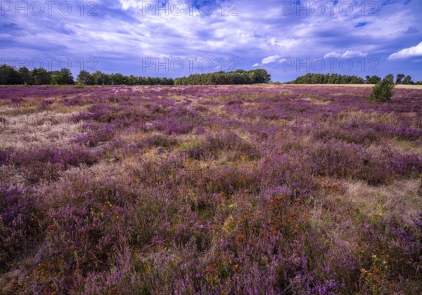 Heath landscape, flowering heather (Calluna vulgaris), Heiliger Hain nature reserve, Wahrenholz, Lüneburg Heath, Lower Saxony, Germany