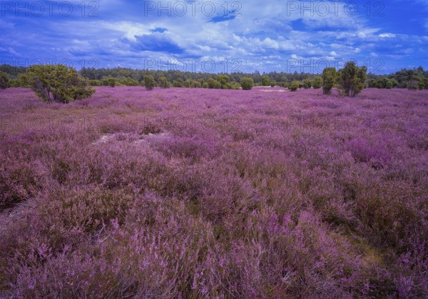 Heath landscape, flowering heather (Calluna vulgaris), cloudy blue sky, Heiliger Hain nature reserve, Wahrenholz, Lüneburg Heath, Lower Saxony, Germany