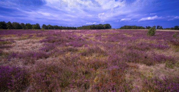 Heath landscape, flowering heather (Calluna vulgaris), cloudy blue sky, Heiliger Hain nature reserve, Wahrenholz, Lüneburg Heath, Lower Saxony, Germany