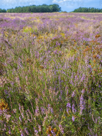 Heath landscape, flowering heather (Calluna vulgaris), heather, Heiliger Hain nature reserve, Wahrenholz, Lüneburg Heath, Lower Saxony, Germany