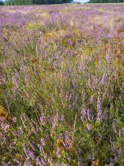 Heath landscape, flowering heather (Calluna vulgaris), heather, Heiliger Hain nature reserve, Wahrenholz, Lüneburg Heath, Lower Saxony, Germany