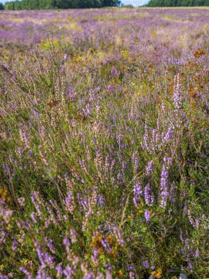 Heath landscape, flowering heather (Calluna vulgaris), heather, Heiliger Hain nature reserve, Wahrenholz, Lüneburg Heath, Lower Saxony, Germany