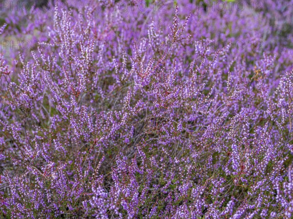 Flowering heather (Calluna vulgaris), heather, Heiliger Hain nature reserve, Wahrenholz, Lüneburg Heath, Lower Saxony, Germany