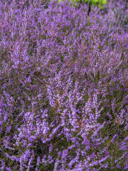 Flowering heather (Calluna vulgaris), heather, Heiliger Hain nature reserve, Wahrenholz, Lüneburg Heath, Lower Saxony, Germany