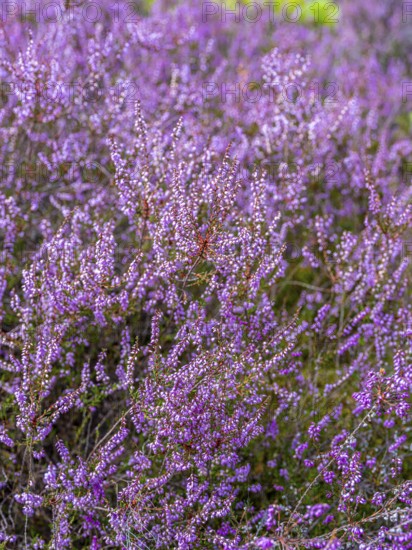Flowering heather (Calluna vulgaris), heather, Heiliger Hain nature reserve, Wahrenholz, Lüneburg Heath, Lower Saxony, Germany