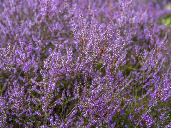 Flowering heather (Calluna vulgaris), heather, Heiliger Hain nature reserve, Wahrenholz, Lüneburg Heath, Lower Saxony, Germany