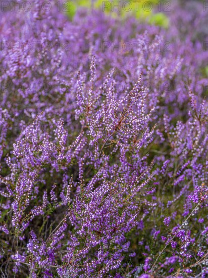 Flowering heather (Calluna vulgaris), heather, Heiliger Hain nature reserve, Wahrenholz, Lüneburg Heath, Lower Saxony, Germany