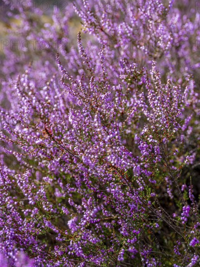 Flowering heather (Calluna vulgaris), heather, Heiliger Hain nature reserve, Wahrenholz, Lüneburg Heath, Lower Saxony, Germany