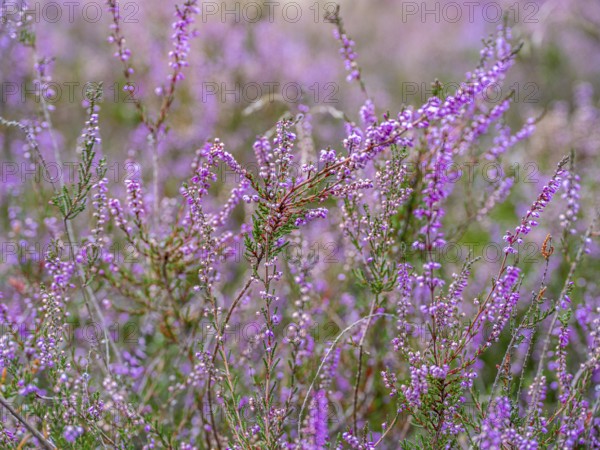 Flowering heather (Calluna vulgaris), heather, Heiliger Hain nature reserve, Wahrenholz, Lüneburg Heath, Lower Saxony, Germany