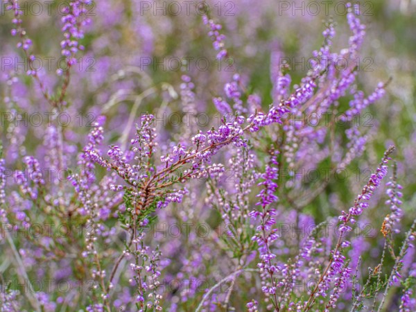 Flowering heather (Calluna vulgaris), heather, Heiliger Hain nature reserve, Wahrenholz, Lüneburg Heath, Lower Saxony, Germany