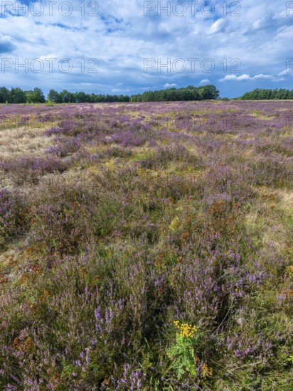 Heath landscape, flowering heather (Calluna vulgaris), heather, blue cloudy sky, Heiliger Hain nature reserve, Wahrenholz, Lüneburg Heath, Lower Saxony, Germany