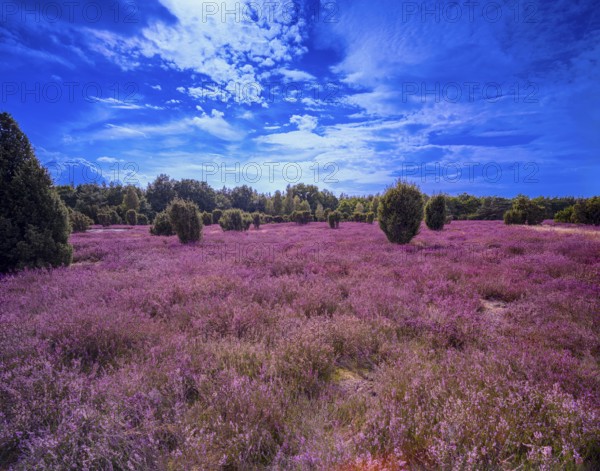 Heath landscape, flowering heather (Calluna vulgaris), cloudy blue sky, Heiliger Hain nature reserve, Wahrenholz, Lüneburg Heath, Lower Saxony, Germany