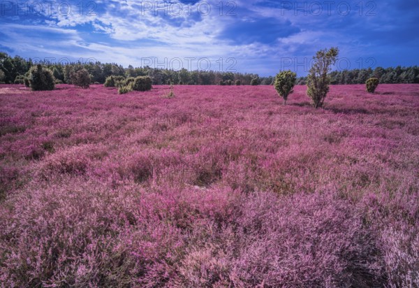 Heath landscape, flowering heather (Calluna vulgaris), cloudy blue sky, Heiliger Hain nature reserve, Wahrenholz, Lüneburg Heath, Lower Saxony, Germany