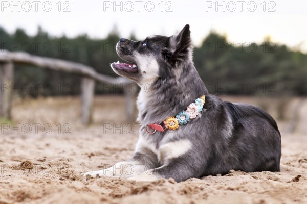 Cute French Bulldog x Siberian Husky dog mix with paracord flower collar lying down on sand